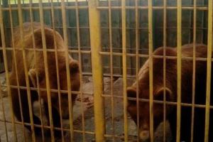 Мечката, която живееше близо до кафенето в томск, захапа ръка на жената Мечката, която живееше близо до кафенето в томск, захапа ръка на жената